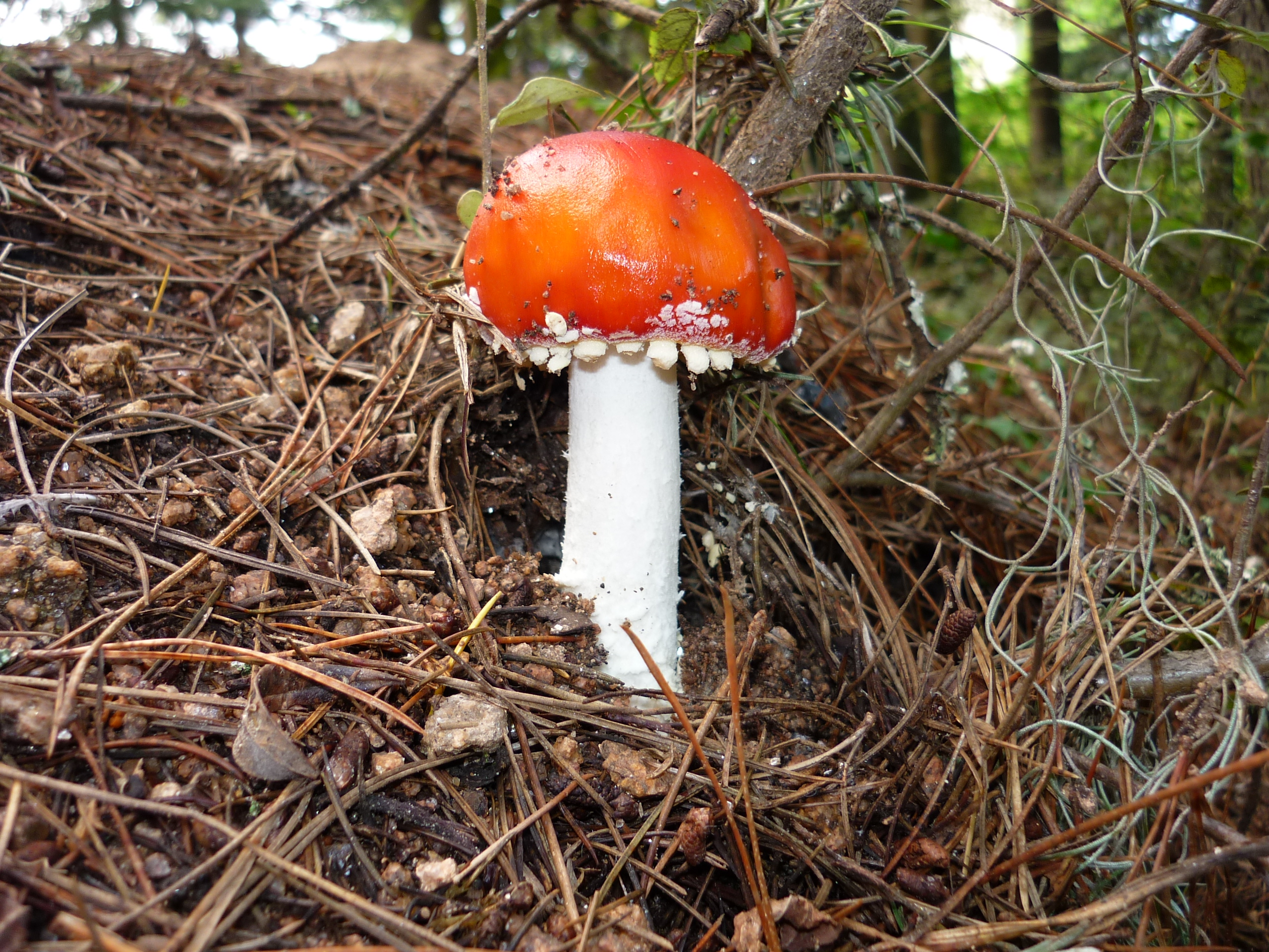 fotos/2011 - Los Reartes/P1010875.JPG